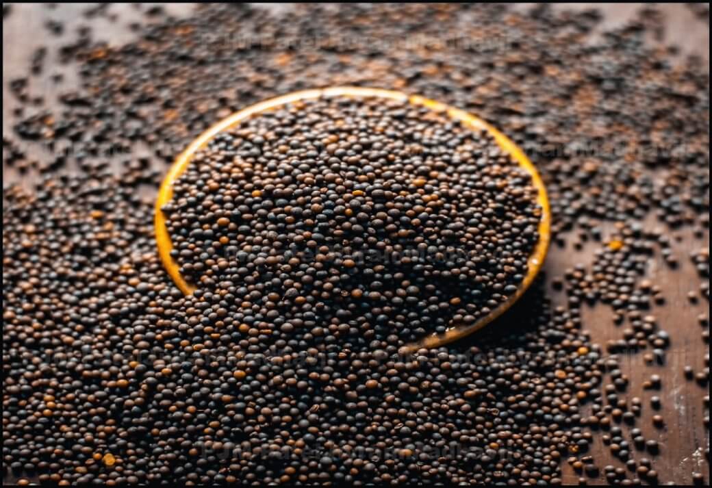 Organic, IPM and Conventional Black and Brown Mustard Seeds Exporter